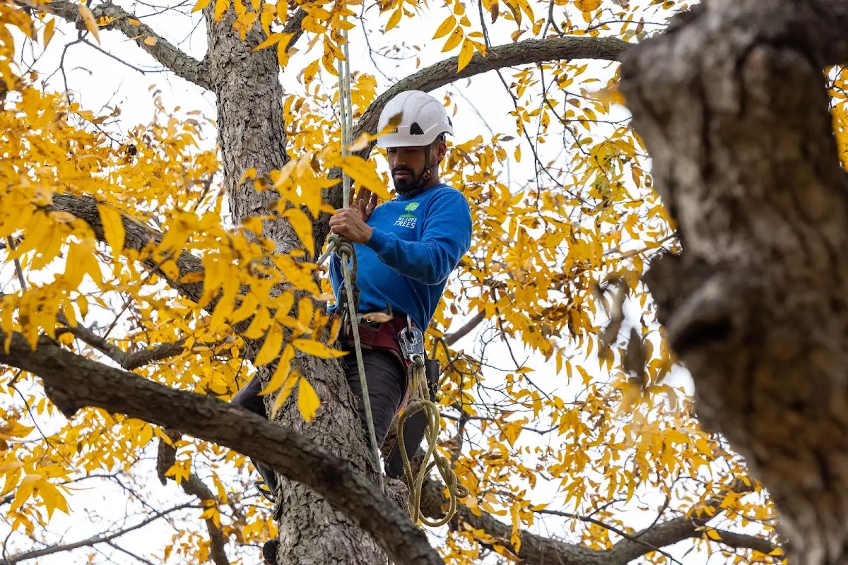 Skilled Storm Damage Cleanup crew working in Egegik